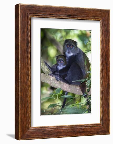 Africa. Tanzania. Blue Monkey female with baby at Arusha National Park.-Ralph H. Bendjebar-Framed Photographic Print