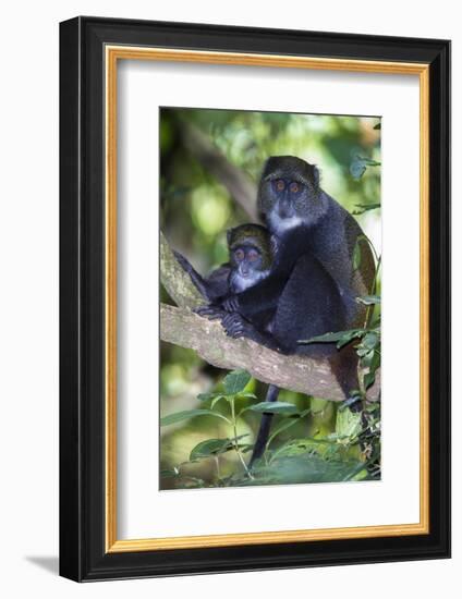 Africa. Tanzania. Blue Monkey female with baby at Arusha National Park.-Ralph H. Bendjebar-Framed Photographic Print