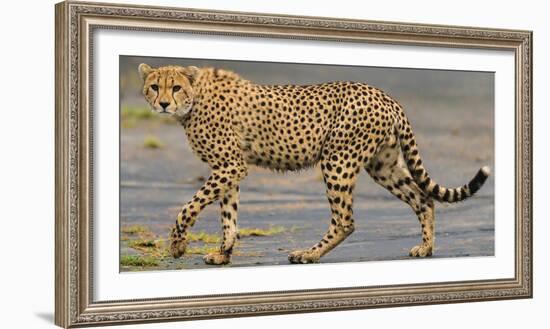 Africa. Tanzania. Cheetah at Ndutu, Serengeti National Park.-Ralph H. Bendjebar-Framed Photographic Print