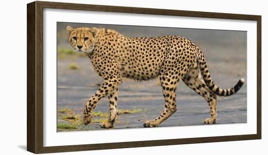 Africa. Tanzania. Cheetah at Ndutu, Serengeti National Park.-Ralph H. Bendjebar-Framed Photographic Print