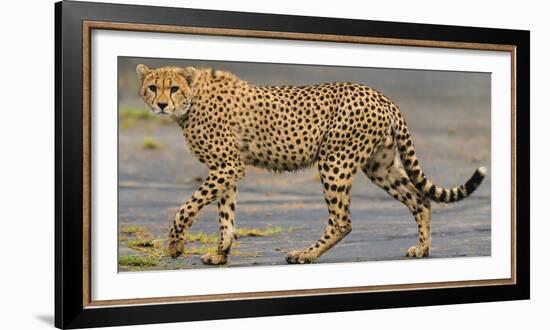 Africa. Tanzania. Cheetah at Ndutu, Serengeti National Park.-Ralph H. Bendjebar-Framed Photographic Print