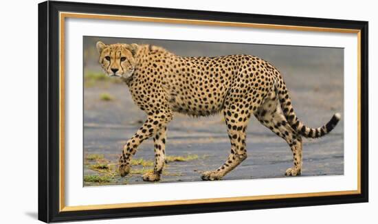 Africa. Tanzania. Cheetah at Ndutu, Serengeti National Park.-Ralph H. Bendjebar-Framed Photographic Print