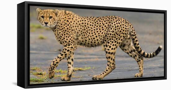 Africa. Tanzania. Cheetah at Ndutu, Serengeti National Park.-Ralph H. Bendjebar-Framed Premier Image Canvas