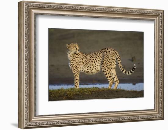 Africa. Tanzania. Cheetah at Ndutu, Serengeti National Park.-Ralph H. Bendjebar-Framed Photographic Print