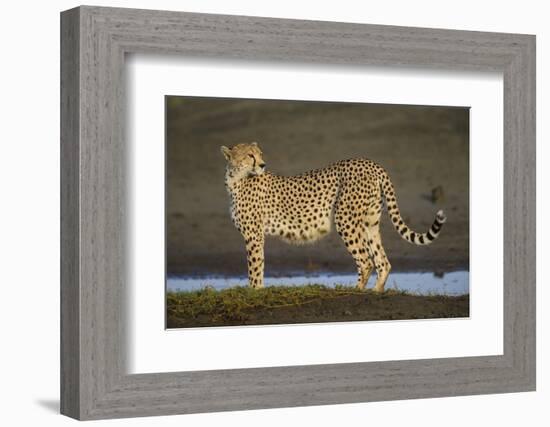 Africa. Tanzania. Cheetah at Ndutu, Serengeti National Park.-Ralph H. Bendjebar-Framed Photographic Print