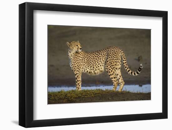 Africa. Tanzania. Cheetah at Ndutu, Serengeti National Park.-Ralph H. Bendjebar-Framed Photographic Print