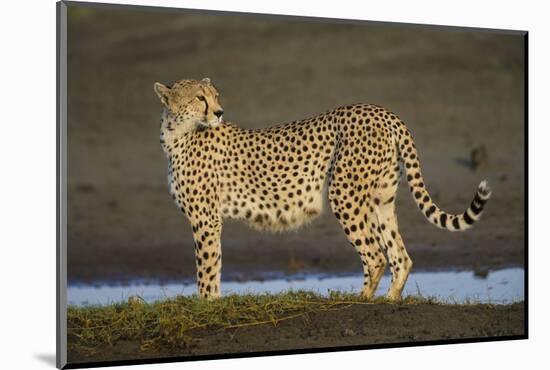 Africa. Tanzania. Cheetah at Ndutu, Serengeti National Park.-Ralph H. Bendjebar-Mounted Photographic Print