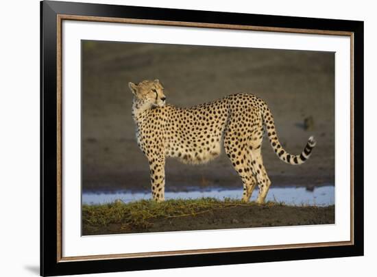 Africa. Tanzania. Cheetah at Ndutu, Serengeti National Park.-Ralph H. Bendjebar-Framed Premium Photographic Print