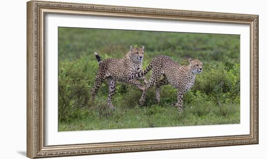 Africa. Tanzania. Cheetah hunting on the plains of the Serengeti, Serengeti National Park.-Ralph H. Bendjebar-Framed Photographic Print