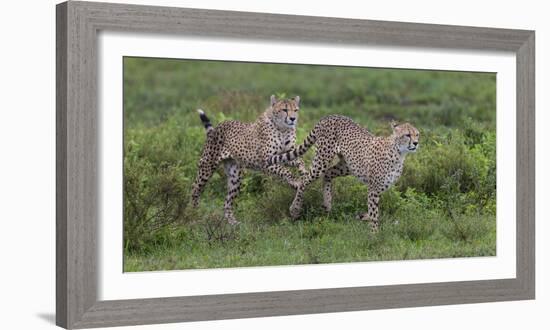 Africa. Tanzania. Cheetah hunting on the plains of the Serengeti, Serengeti National Park.-Ralph H. Bendjebar-Framed Photographic Print