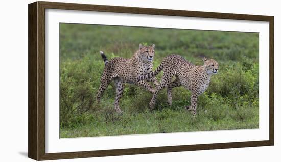 Africa. Tanzania. Cheetah hunting on the plains of the Serengeti, Serengeti National Park.-Ralph H. Bendjebar-Framed Photographic Print