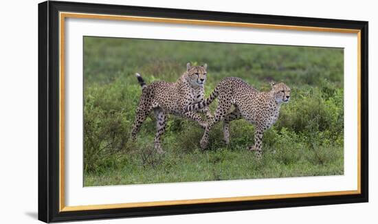 Africa. Tanzania. Cheetah hunting on the plains of the Serengeti, Serengeti National Park.-Ralph H. Bendjebar-Framed Photographic Print