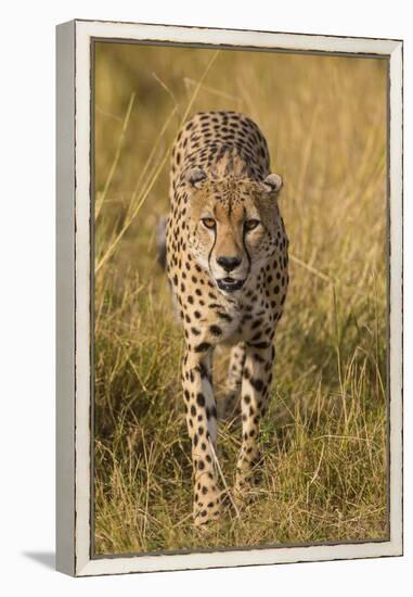 Africa. Tanzania. Cheetah hunting on the plains of the Serengeti, Serengeti National Park.-Ralph H. Bendjebar-Framed Premier Image Canvas