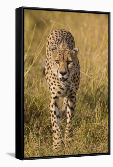 Africa. Tanzania. Cheetah hunting on the plains of the Serengeti, Serengeti National Park.-Ralph H. Bendjebar-Framed Premier Image Canvas