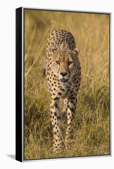 Africa. Tanzania. Cheetah hunting on the plains of the Serengeti, Serengeti National Park.-Ralph H. Bendjebar-Framed Premier Image Canvas