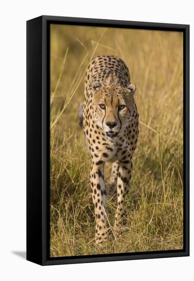 Africa. Tanzania. Cheetah hunting on the plains of the Serengeti, Serengeti National Park.-Ralph H. Bendjebar-Framed Premier Image Canvas