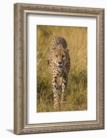 Africa. Tanzania. Cheetah hunting on the plains of the Serengeti, Serengeti National Park.-Ralph H. Bendjebar-Framed Photographic Print