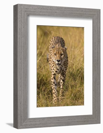 Africa. Tanzania. Cheetah hunting on the plains of the Serengeti, Serengeti National Park.-Ralph H. Bendjebar-Framed Photographic Print