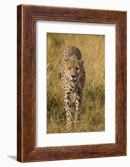 Africa. Tanzania. Cheetah hunting on the plains of the Serengeti, Serengeti National Park.-Ralph H. Bendjebar-Framed Photographic Print