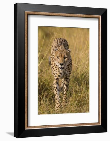 Africa. Tanzania. Cheetah hunting on the plains of the Serengeti, Serengeti National Park.-Ralph H. Bendjebar-Framed Photographic Print