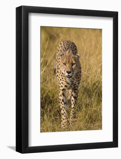 Africa. Tanzania. Cheetah hunting on the plains of the Serengeti, Serengeti National Park.-Ralph H. Bendjebar-Framed Photographic Print