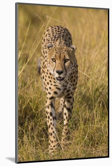 Africa. Tanzania. Cheetah hunting on the plains of the Serengeti, Serengeti National Park.-Ralph H. Bendjebar-Mounted Photographic Print