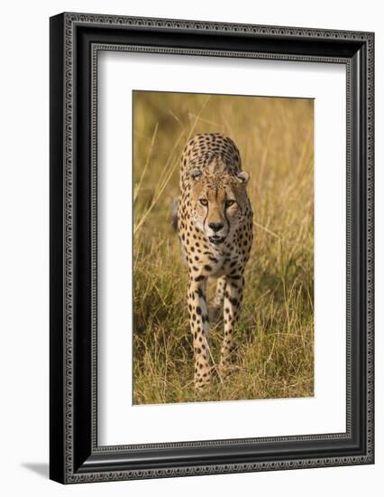 Africa. Tanzania. Cheetah hunting on the plains of the Serengeti, Serengeti National Park.-Ralph H. Bendjebar-Framed Photographic Print