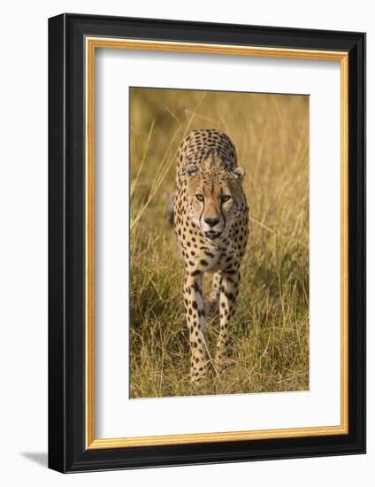 Africa. Tanzania. Cheetah hunting on the plains of the Serengeti, Serengeti National Park.-Ralph H. Bendjebar-Framed Photographic Print