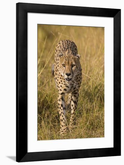 Africa. Tanzania. Cheetah hunting on the plains of the Serengeti, Serengeti National Park.-Ralph H. Bendjebar-Framed Premium Photographic Print