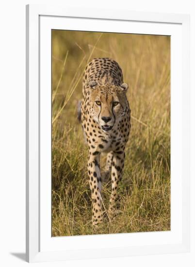 Africa. Tanzania. Cheetah hunting on the plains of the Serengeti, Serengeti National Park.-Ralph H. Bendjebar-Framed Premium Photographic Print