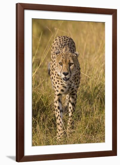 Africa. Tanzania. Cheetah hunting on the plains of the Serengeti, Serengeti National Park.-Ralph H. Bendjebar-Framed Premium Photographic Print