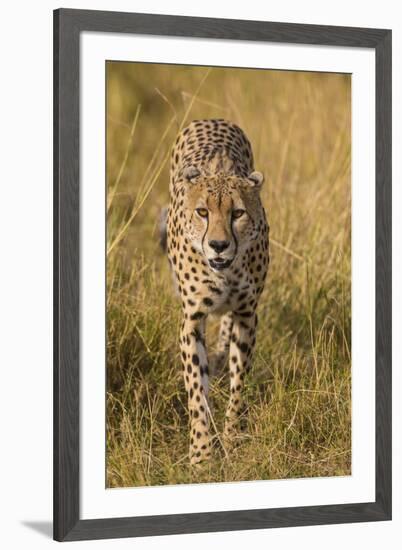 Africa. Tanzania. Cheetah hunting on the plains of the Serengeti, Serengeti National Park.-Ralph H. Bendjebar-Framed Premium Photographic Print