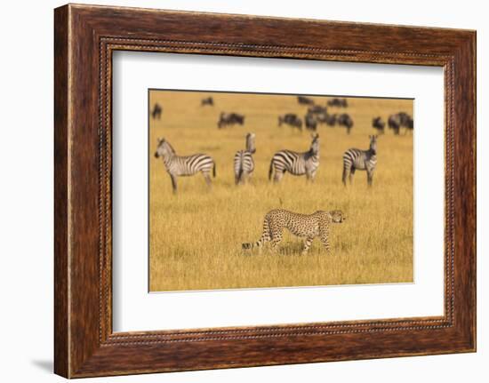 Africa. Tanzania. Cheetah hunting on the plains of the Serengeti, Serengeti National Park.-Ralph H. Bendjebar-Framed Photographic Print