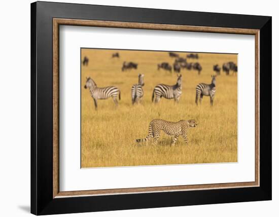 Africa. Tanzania. Cheetah hunting on the plains of the Serengeti, Serengeti National Park.-Ralph H. Bendjebar-Framed Photographic Print