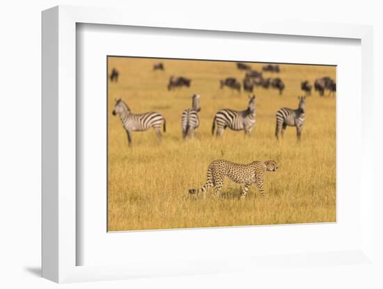 Africa. Tanzania. Cheetah hunting on the plains of the Serengeti, Serengeti National Park.-Ralph H. Bendjebar-Framed Photographic Print