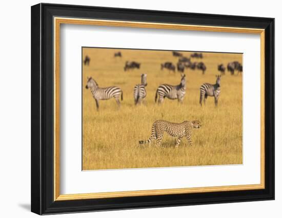 Africa. Tanzania. Cheetah hunting on the plains of the Serengeti, Serengeti National Park.-Ralph H. Bendjebar-Framed Photographic Print