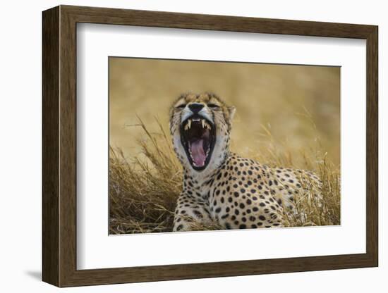 Africa. Tanzania. Cheetah yawning after a hunt in the Serengeti, Serengeti National Park.-Ralph H. Bendjebar-Framed Photographic Print