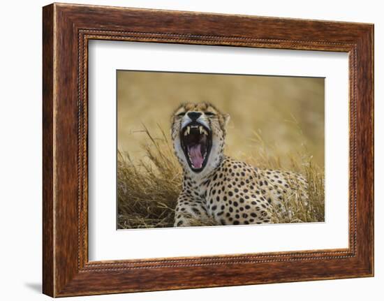 Africa. Tanzania. Cheetah yawning after a hunt in the Serengeti, Serengeti National Park.-Ralph H. Bendjebar-Framed Photographic Print