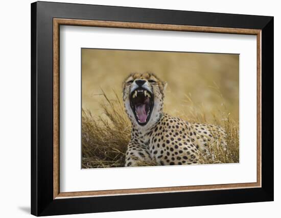 Africa. Tanzania. Cheetah yawning after a hunt in the Serengeti, Serengeti National Park.-Ralph H. Bendjebar-Framed Photographic Print