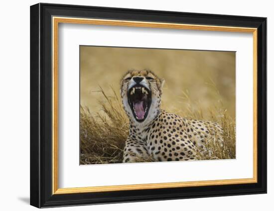 Africa. Tanzania. Cheetah yawning after a hunt in the Serengeti, Serengeti National Park.-Ralph H. Bendjebar-Framed Photographic Print