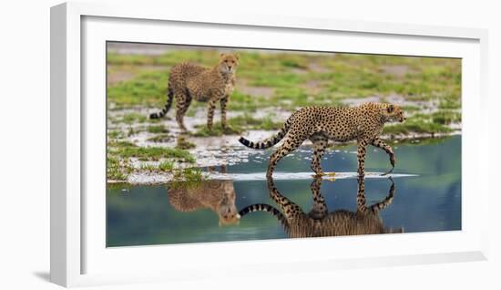 Africa. Tanzania. Cheetahs cross some water at Ndutu, Serengeti National Park.-Ralph H. Bendjebar-Framed Photographic Print