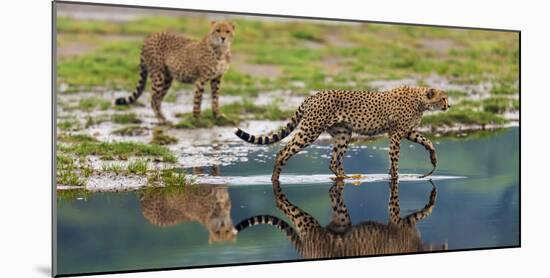 Africa. Tanzania. Cheetahs cross some water at Ndutu, Serengeti National Park.-Ralph H. Bendjebar-Mounted Photographic Print