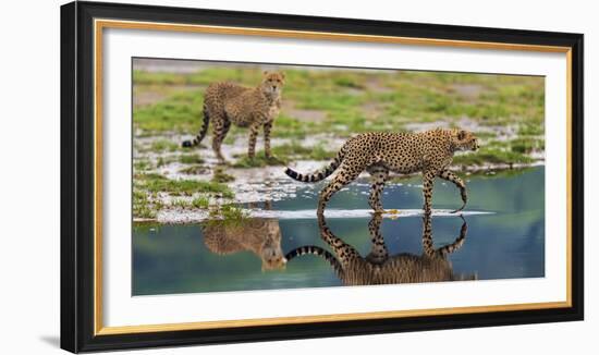 Africa. Tanzania. Cheetahs cross some water at Ndutu, Serengeti National Park.-Ralph H. Bendjebar-Framed Photographic Print