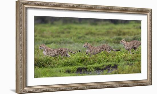 Africa. Tanzania. Cheetahs hunting on the plains of the Serengeti, Serengeti National Park.-Ralph H. Bendjebar-Framed Photographic Print