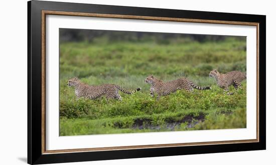 Africa. Tanzania. Cheetahs hunting on the plains of the Serengeti, Serengeti National Park.-Ralph H. Bendjebar-Framed Photographic Print