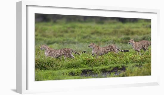 Africa. Tanzania. Cheetahs hunting on the plains of the Serengeti, Serengeti National Park.-Ralph H. Bendjebar-Framed Photographic Print
