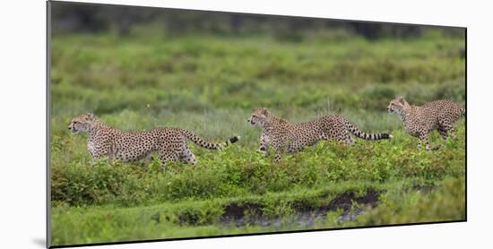 Africa. Tanzania. Cheetahs hunting on the plains of the Serengeti, Serengeti National Park.-Ralph H. Bendjebar-Mounted Photographic Print