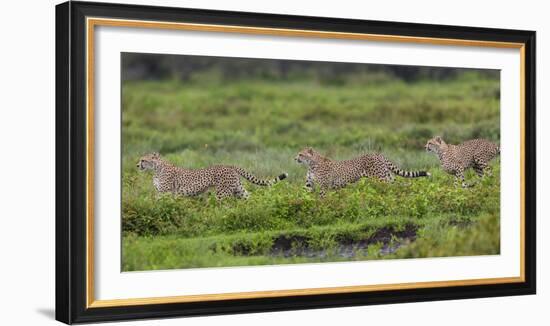 Africa. Tanzania. Cheetahs hunting on the plains of the Serengeti, Serengeti National Park.-Ralph H. Bendjebar-Framed Photographic Print