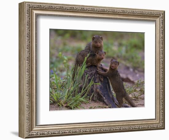 Africa. Tanzania. Dwarf mongoose family in Tarangire National Park.-Ralph H^ Bendjebar-Framed Photographic Print