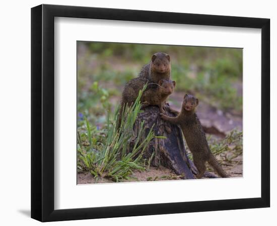 Africa. Tanzania. Dwarf mongoose family in Tarangire National Park.-Ralph H^ Bendjebar-Framed Photographic Print